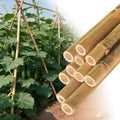 Natural Bamboo Plant Stake (Approx 8ft 10pcs 1") Sturdy Bamboo Poles, Durable Plant Bamboo Stake, Garden Climbing Plant Bracket. by Groovboo