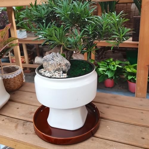 Ceramic Plant Saucer 9 Inch, Round Plant Trays for Indoors/Outdoors, Flower Pot Saucers for Holding Water Drips and Soil, Ceramic Drainage Tray for Plant Pot (Reactive Glaze Brown) - Image 4