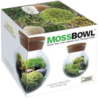 Create Your Serene Moss Sanctuary with The Unique Gardener Moss Bowl Terrarium Kit with LED Light - Complete Terrarium Supplies, Indoor Plants for Stress Relief & Air Purification! - Image 7