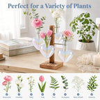 Nacome Plant Terrarium Propagation Stations: Clear Vase with Wooden Stand - Image 6