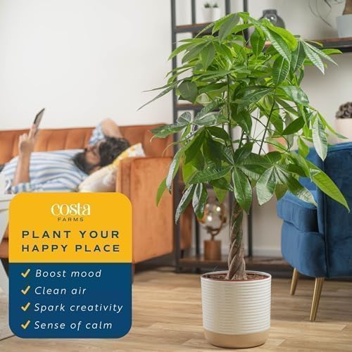 Costa Farms Money Tree, Live Indoor Plant, Braided Trunk, Easy Care - Image 5