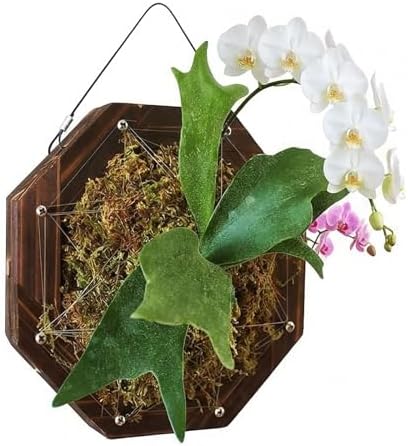 Staghorn Fern Mounting Kit - Wood Wall Planter for Orchids,Herbs & Indoor Plants | Hanging Plant Holder, Basket & Stand for Wall Decor(10.43inch) by Unknown