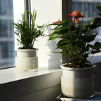 Phoenix Vine 6 Inch 4 Inch Self Watering Planter Pots, Design White Terracotta Pots for Plants, Indoor Cylinder Terra Cotta Pots with Glass Vase Set, 51-B-G-46 - Image 7