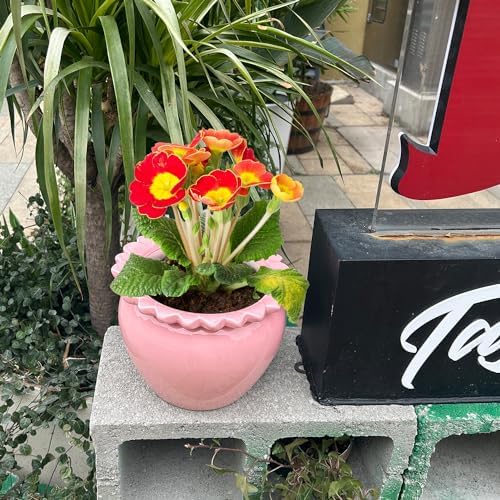 8in Pink Ceramic Self Watering Planter - Terracotta Maintenance Plant Seeder for Indoor African Violet Plants - Image 6