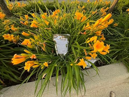 Water Storing Crystals – Commercial Grade Soil Additive & Moisture Retainer – Potassium Polyacrylate Super Absorbent Polymer for Plants, Gardens & Lawns (20) - Image 4