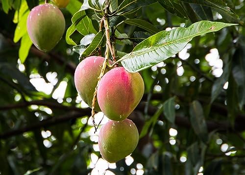 Gardenera Mango Tree Potting Mix - Unlock Robust Growth and Succulent Mangoes with Our High-Performance Formula - 20 Quart - Image 3