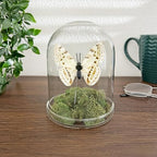 Plymor 4" x 5.5" Glass Display Dome Cloche (Clear Glass Tray Base), Pack of 2 - Image 2