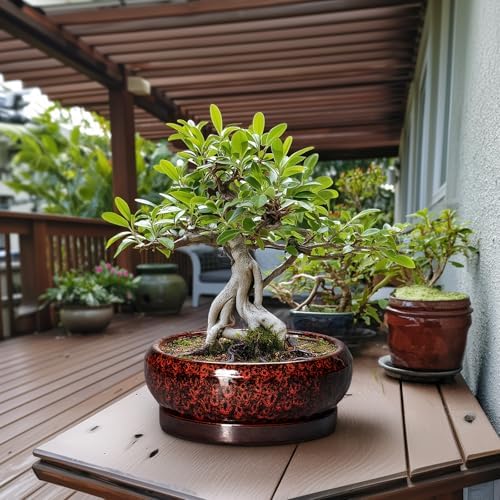 Bonsai Pots with Drainage Hole - 13 Inch Ceramic Succulent Pots, Large Succulent Planter with Saucer, Shallow Planter Indoor Outdoor, Round Planter Bowl, Apartment Decor, Garden Gifts, Red - Image 3