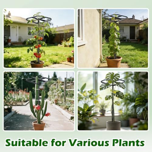 Extra Thick Adjustable Dragon Fruit Trellis, Metal Plant Trellis - Image 5