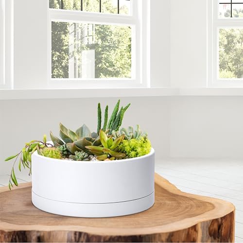D'vine Dev 10 in Shallow Round Succulent Planter, White, 76-Z-A-2 - Image 7