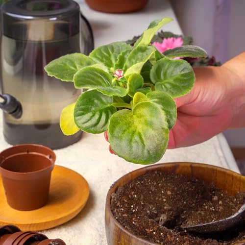 African Violet Potting Soil Mix 10qt, Pre-Mixed Acid Soil Ideal for African Violets to Ensure Optimal Nutrient Uptake and Vibrant Blooms - Image 5