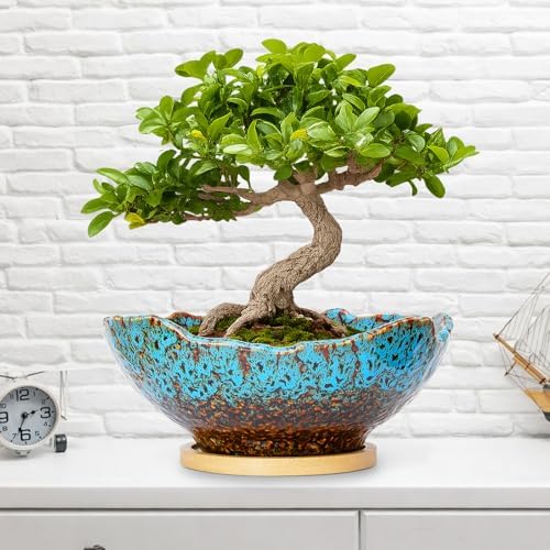 Bonsai Pots, 9.06'' Large Plant Pots with Drainage Tray, Succulent Pots - Image 4