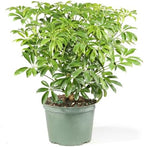 Brussel's Bonsai - Small Live Bonsai Bonsai Tree - Image 5