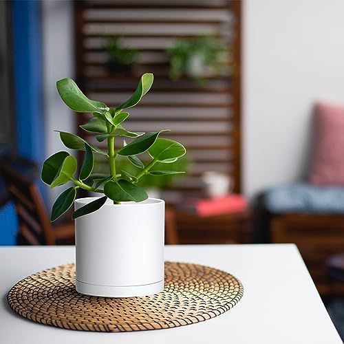 D'vine Dev 6-Pack White Plastic Planters with Saucers, 5 in, 74-Z-G-3 - Image 3