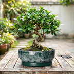 Succulent Pots Ceramic, 10 Inch Bonsai Planter, Droplet Green - Image 7