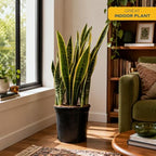 Costa Farms Snake Plant, Live Indoor Plant, Air Purifying, Easy Low Light - Image 2