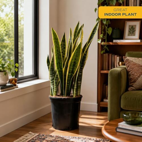 Costa Farms Snake Plant, Live Indoor Plant, Air Purifying, Easy Low Light - Image 2