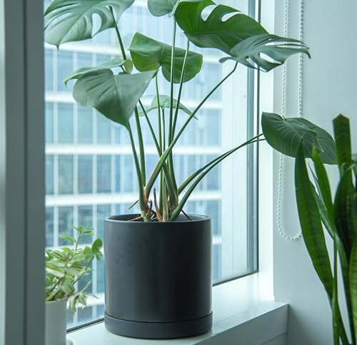 Phoenix Vine 10 Inch Plastic Plant Saucer Water Drip Tray, Heavy Sturdy Round Plant Drainage Tray for Indoors Outdoor, Set of 2, Matte Black, 21-TY-10B-2 - Image 5