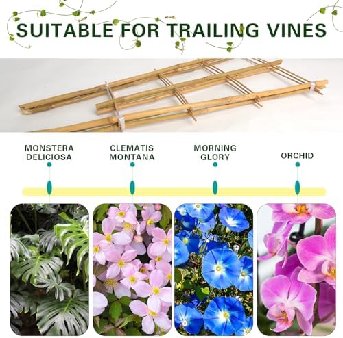 Bamboo Trellis 10 Pack, 36 Inches/3FT S3 Natural Bamboo Plant Fan Stakes, Fan-Shaped Plant Support Stand for Orchid Vines, Monarchs, Ivy and Other Plants Climbing, Help Plant Growth - Image 4