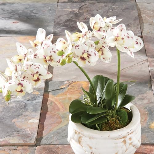 NAPA Home & Garden, PHALAENOPSIS Orchid Drop-in 16" - Image 4