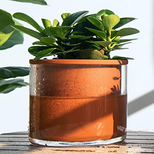 Phoenix Vine 6 Inch Self Watering Plants Pot, Design Terracotta Pot for Plants, Indoor Cylinder Terra Cotta Planter with Glass Vase, Set of 1, 51-A-F-1 - Image 2
