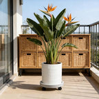 10 Inch Plant Pot with Caddy - Image 5