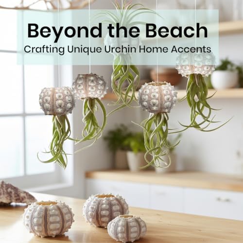 Nautical Crush Trading 12 Purple Sputnik 1.5-3" Sea Urchin Shells - Air Plant Holder - No Plants Included - Image 5