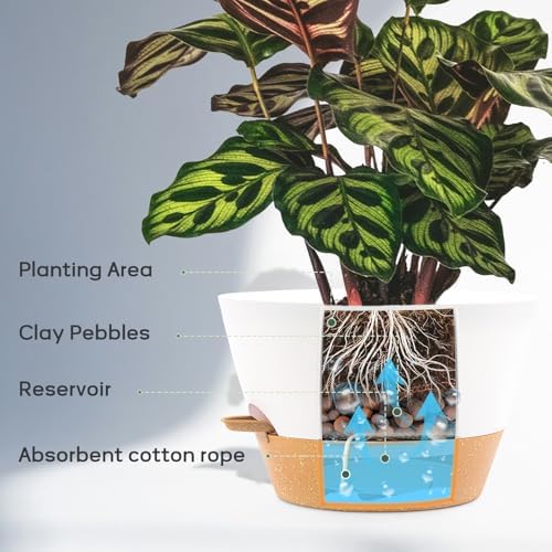 12 Inch Self Watering Pot with Visual Water Window, Drainage Holes & Watering Lip, Set of 2 Large Plastic Planters for Indoor Outdoor Plants, Modern Decorative Flower Pot (White) - Image 4