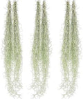 ragnaroc Tillandsia Usneoides ‘Thick-Colombian Spanish Moss’ - ragnaroc Indoor Tropical Plant 16” / 6 oz - Live Arrival Guaranteed - Live Air Plant & House Plants for Home Decor & Gift by ragnaroc
