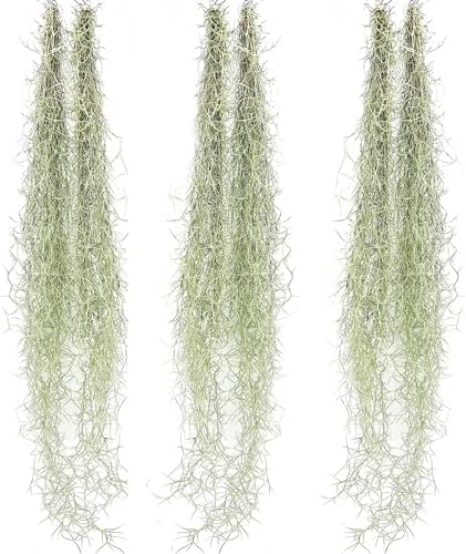 ragnaroc Tillandsia Usneoides ‘Thick-Colombian Spanish Moss’ - ragnaroc Indoor Tropical Plant 16” / 6 oz - Live Arrival Guaranteed - Live Air Plant & House Plants for Home Decor & Gift by ragnaroc