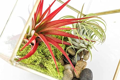 Heptahedron Geometric Glass Terrarium Kit with Red Abdita and Ionantha - Air Plant Tillandsia Holder - Live Tillandsia Succulent House Plant - Home and Garden Decor - Easy Care Indoor Outdoor Plants - Image 2