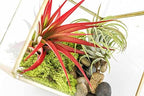 Heptahedron Geometric Glass Terrarium Kit with Red Abdita and Ionantha - Air Plant Tillandsia Holder - Live Tillandsia Succulent House Plant - Home and Garden Decor - Easy Care Indoor Outdoor Plants - Image 2