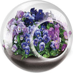 Unique Gardener Tiny Terrarium Plant Seeds 6 Variety Pack, DIY Indoor Succulents and Live Plants for Home or Garden Planting, Assorted Flowering Pack - Image 4
