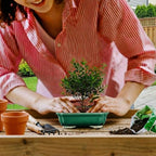 3-Pack 6 Inch Ceramic Bonsai Pots with Drainage Tray for Desktop - Image 6