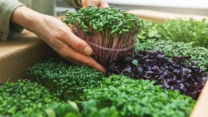 Organic Microgreens Premium Potting Mix by Gardenera - 10 Quart - Sustainably Sourced Ingredients for Eco-Friendly Gardening - (2 Bags of 5QT) - Image 2