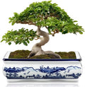 Villa Como 9" Large Blue and White Ceramic Bonsai Pot with Drainage Hole by VillaComo