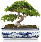 Villa Como 9" Large Blue and White Ceramic Bonsai Pot with Drainage Hole by VillaComo