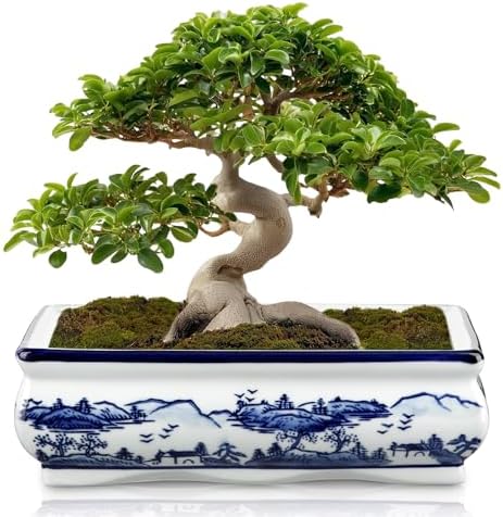 Villa Como 9" Large Blue and White Ceramic Bonsai Pot with Drainage Hole by VillaComo