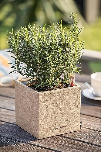 Lechuza Canto Stone 14 Sand Beige, Self-Watering Small Square Planter, H5.5 L5.5 W5.5 in - Image 5