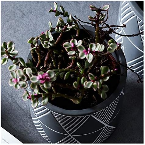 Flower Pot Plant Pot Cement Flower Planters Indoor Modern Succulents Containers with Drain Hole Saucer Decorate Home Office Outdoor Planter Pot(Gris,B) - Image 6