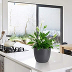 T4U Self Watering Planters Plastic 6 Inch Black Set of 10, Plant Flower Pot Modern Decorative Seeding Nursery Pots Outdoor Indoor Garden for All House Plants Flowers Herbs African Violets - Image 3