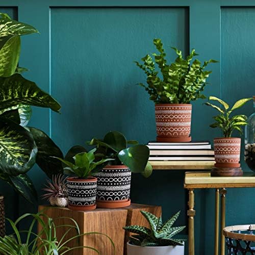 D'vine Dev 2-Pack Terracotta Pots, 4/6 in, Terra/Black, 31-958-D-2 - Image 7
