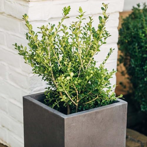 TITAN GREAT OUTDOORS Ash & Ember 22.25" Tall Box Charcoal Planter, Lightweight Fiberstone with Weather-Resistant Finish, Modern Square Planter Box for Indoor and Outdoor Plants - Image 3