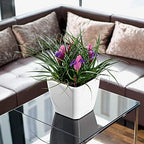 Lechuza Quadro LS 21 Scarlet Red High Gloss, Self-Watering Square Planter, H7.9 L8.3 W8.3 in - Image 5