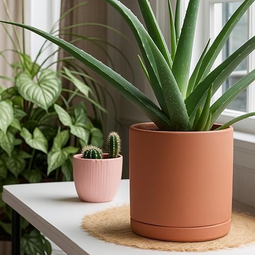 D'vine Dev 2-Pack Terracotta Plant Pots with Saucers, 8 Inch, 40-X-B-4 - Image 2