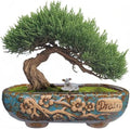 MUZHI 9.5” Rectangular Ceramic Rustic Bonsai Planter Pots with Drip Tray, Glazed Vintage Wide Mouth Shallow Pottery Bonsai Flower Planter Pots with Saucer by MUZHI
