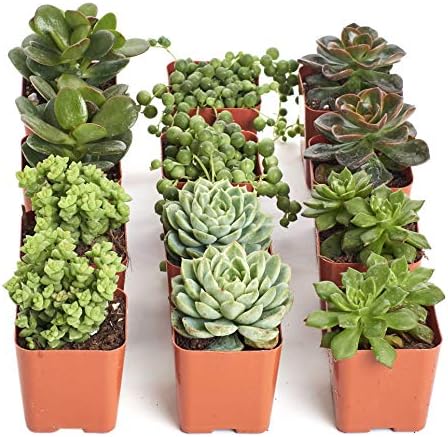 Shop Succulents | Verde Collection | Assortment of Hand Selected, Fully Rooted Live Indoor Green Succulent Plants, 12-Pack by ShopSucculents