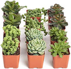 Shop Succulents | Verde Collection | Assortment of Hand Selected, Fully Rooted Live Indoor Green Succulent Plants, 12-Pack by ShopSucculents