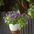 ZMTECH 12 Inch Hanging Planters for Indoor Outdoor Plants, 2 Pack Self Watering Hanging Plant Pots with Drainage Hole, Visual Reservoir, Plastic Flower Hanging Pots with Watering Lip (White) - Image 4