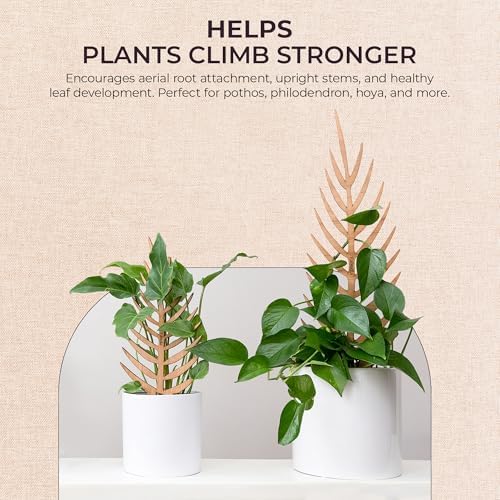 Treleaf Palmella Palm Leaf Inspired Wooden Trellis – Grande Size Indoor Plant Support for Climbing Plants – 24” Decorative Houseplant Trellis and Wooden Plant Stake for Potted Vines - Image 4